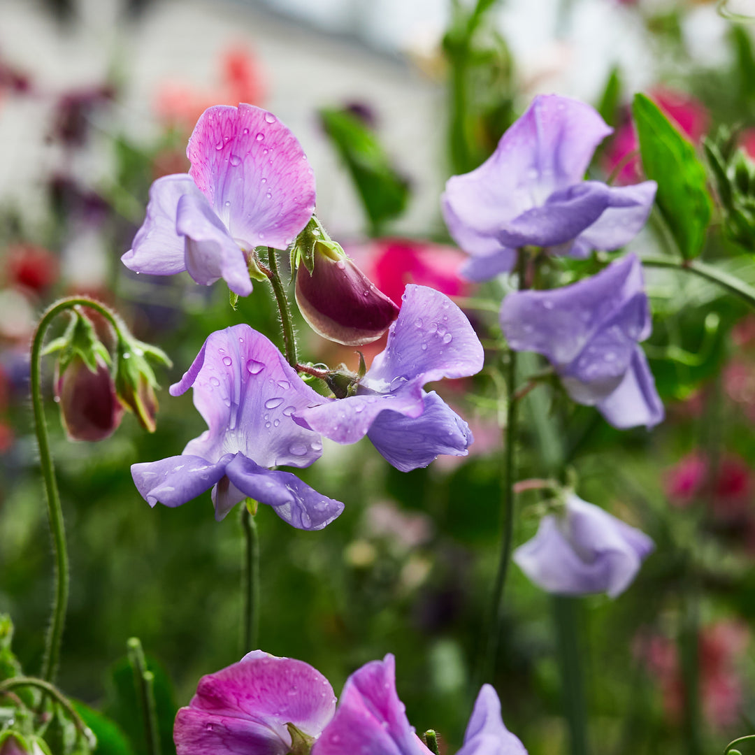 Sweet Pea Enchante Flower