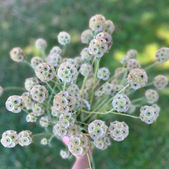Scabiosa Stellata Drumstick Starflower Flower