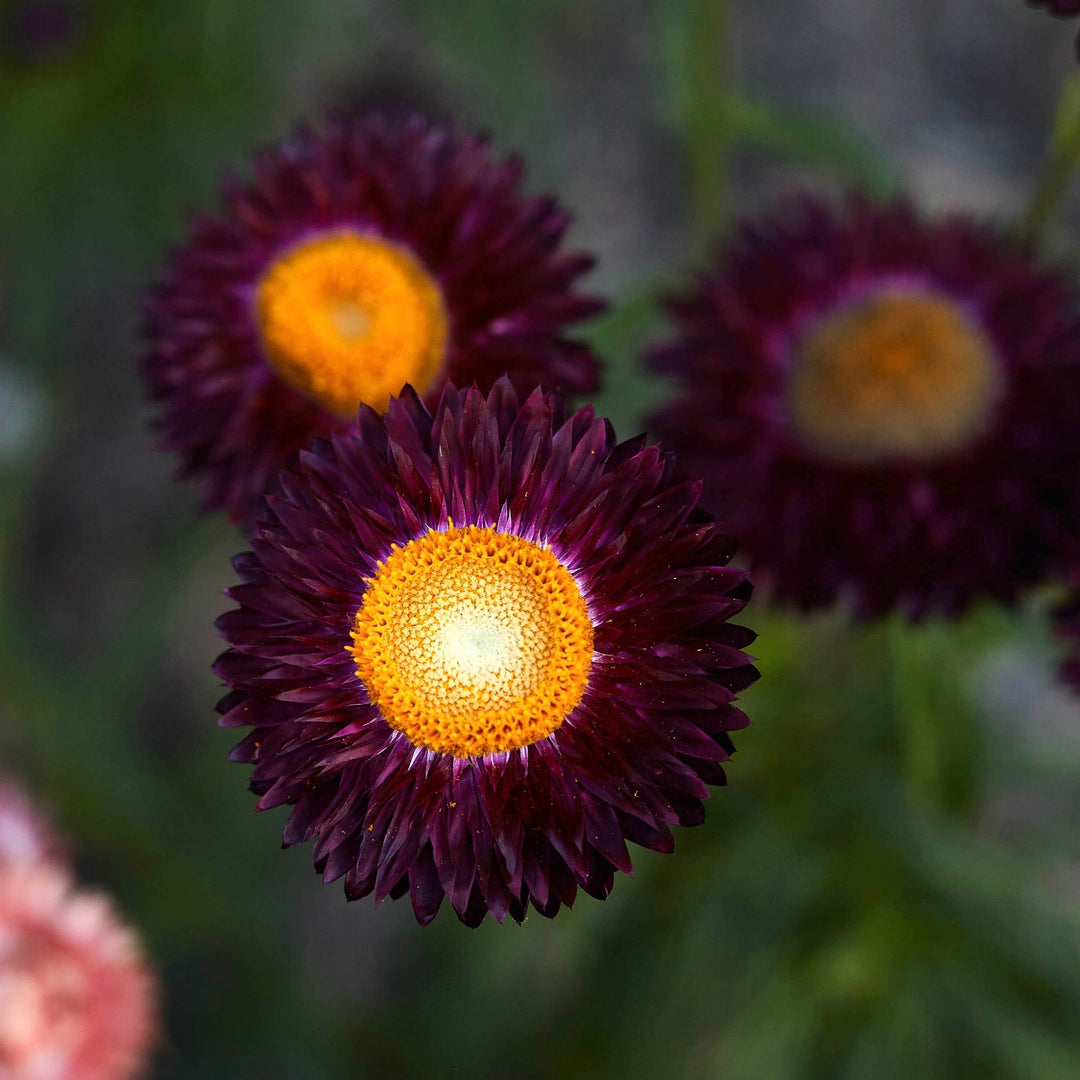 Everlasting Strawflower Purple Red Dragon Fire