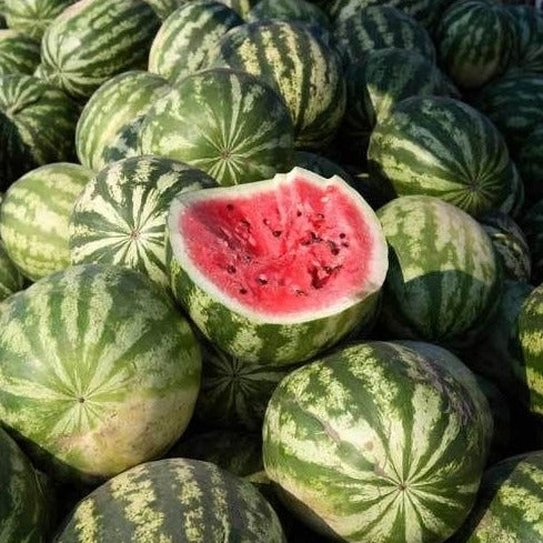Watermelon Crimson Sweet Seed