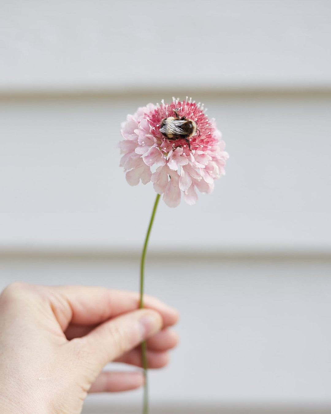 Scabiosa Salmon Rose Pincushion Flower | X 40 Seeds
