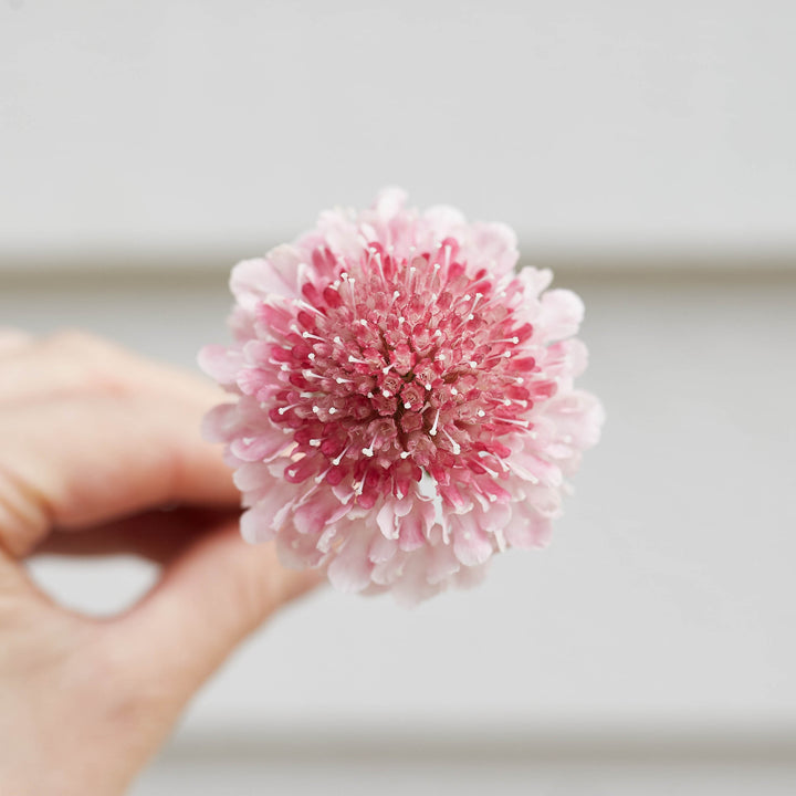 Scabiosa Salmon Rose Pincushion Flower | X 40 Seeds