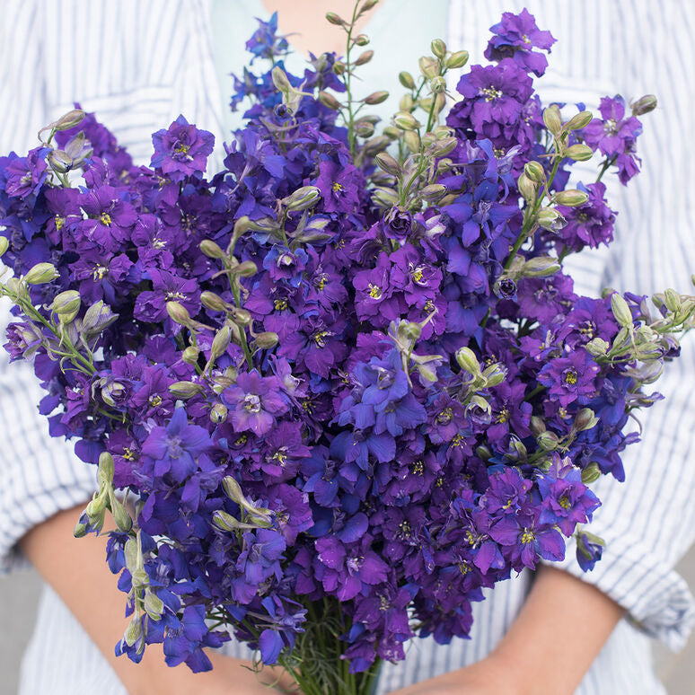 Larkspur Imperial Blue Bell Flower |