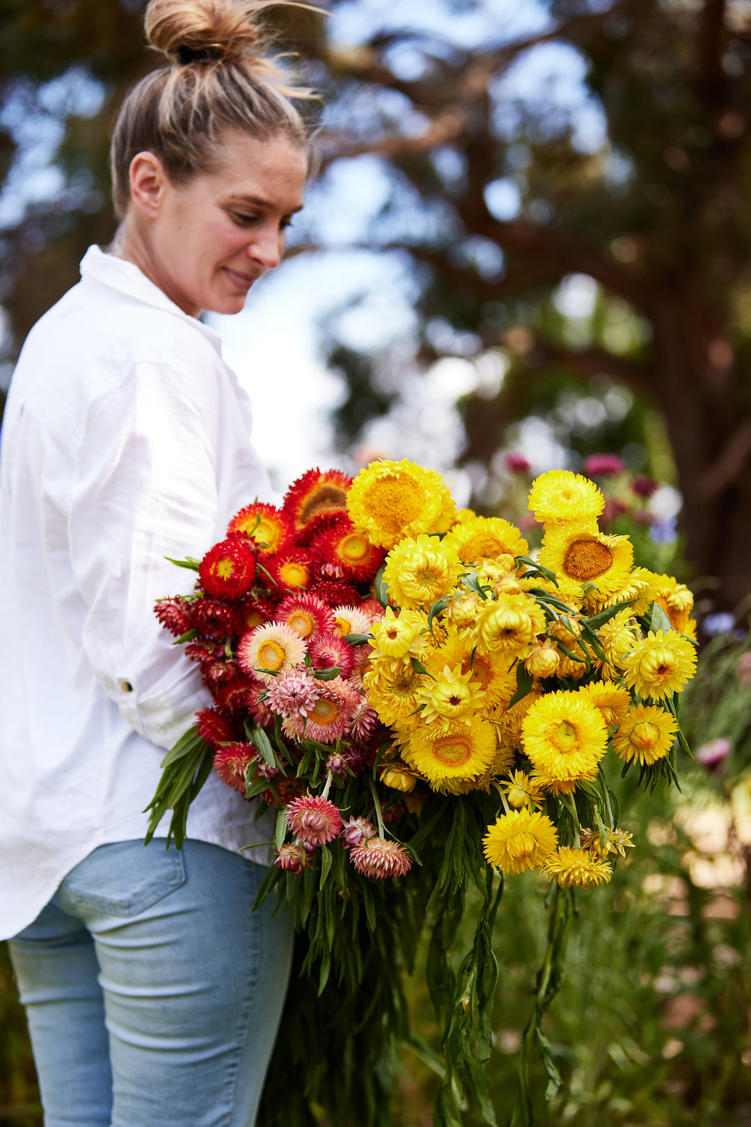Everlasting Strawflower Tall Mix | X 100 Seeds