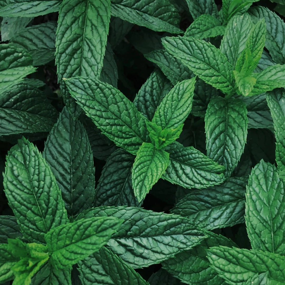 Mint Peppermint Herb