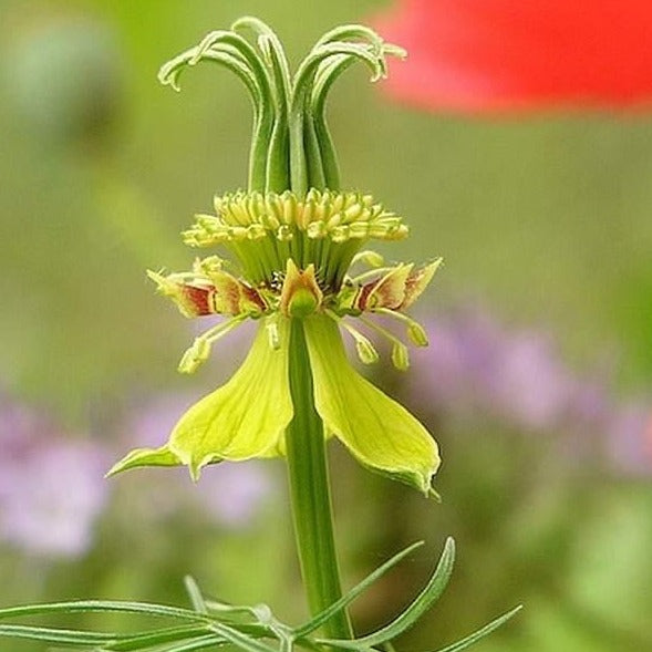 Nigella Transformer Yellow Flower Seeds