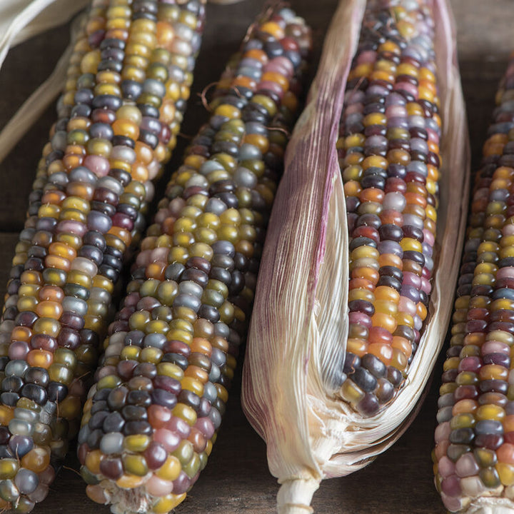 Corn Glass Gem Organic Seed