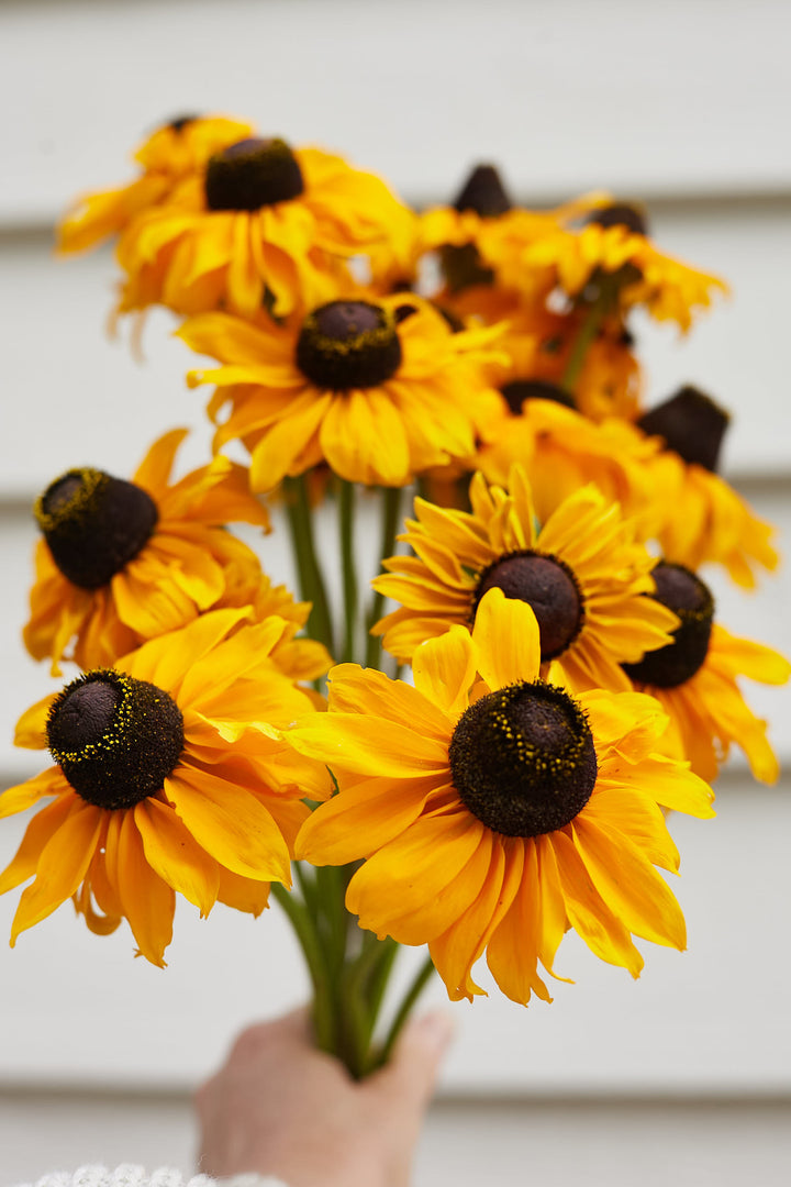 Rudbeckia Hirta Marmalade Flower