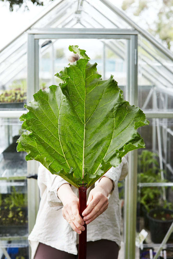 Rhubarb Glaskins