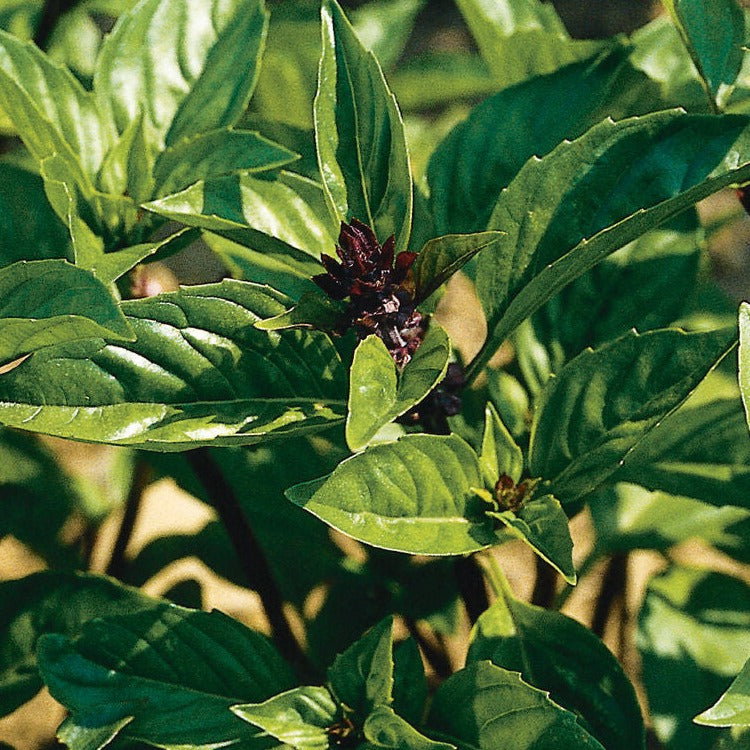 Basil Cinnamon Herb x 200 seeds Veggie Flower Garden Seeds