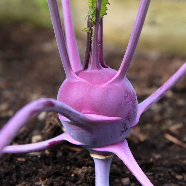 Kohlrabi Purple Vienna