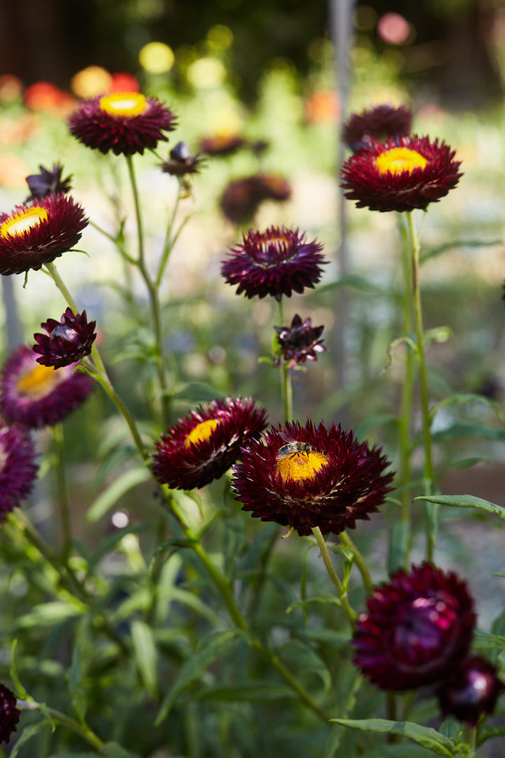 Everlasting Strawflower Purple Red Dragon Fire
