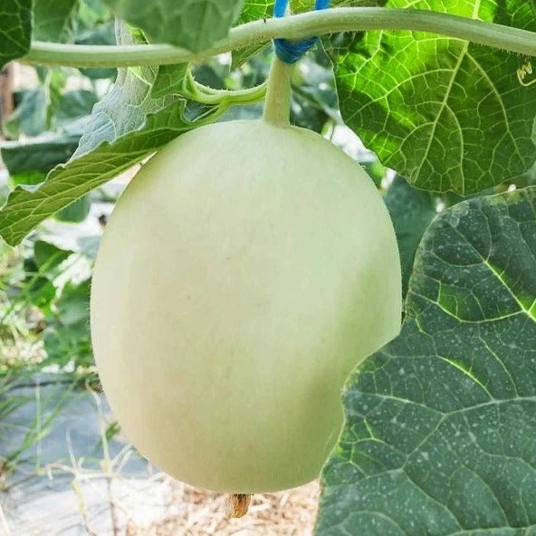 Melon Honey Dew Green