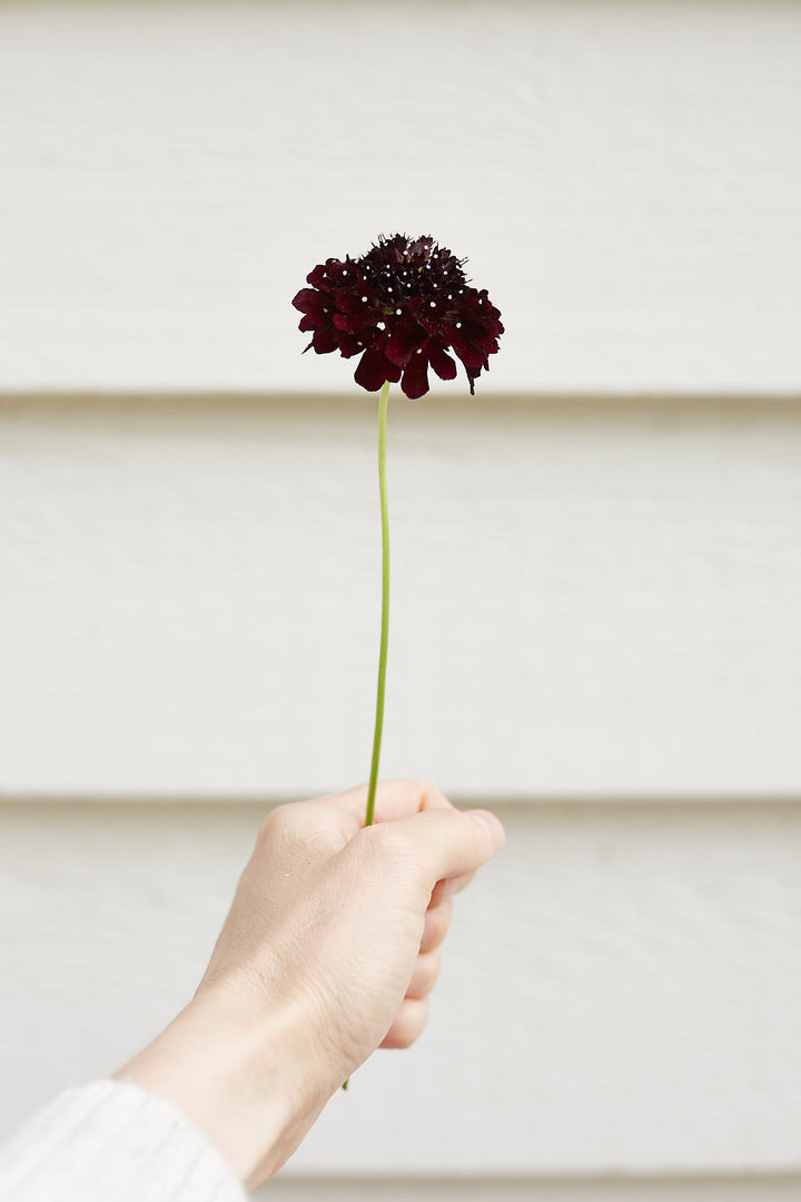 Scabiosa Black Knight Flower