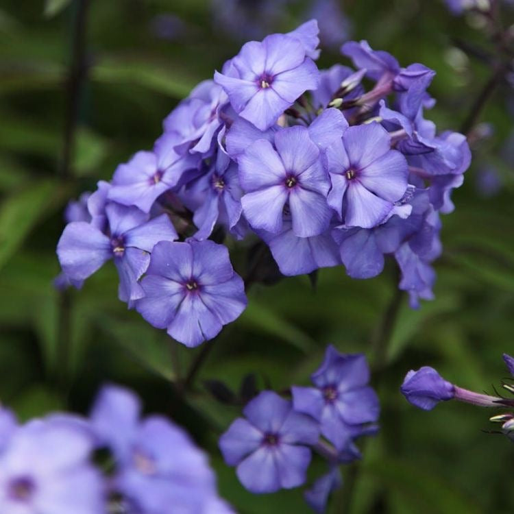 Phlox Beauty Blue Flower
