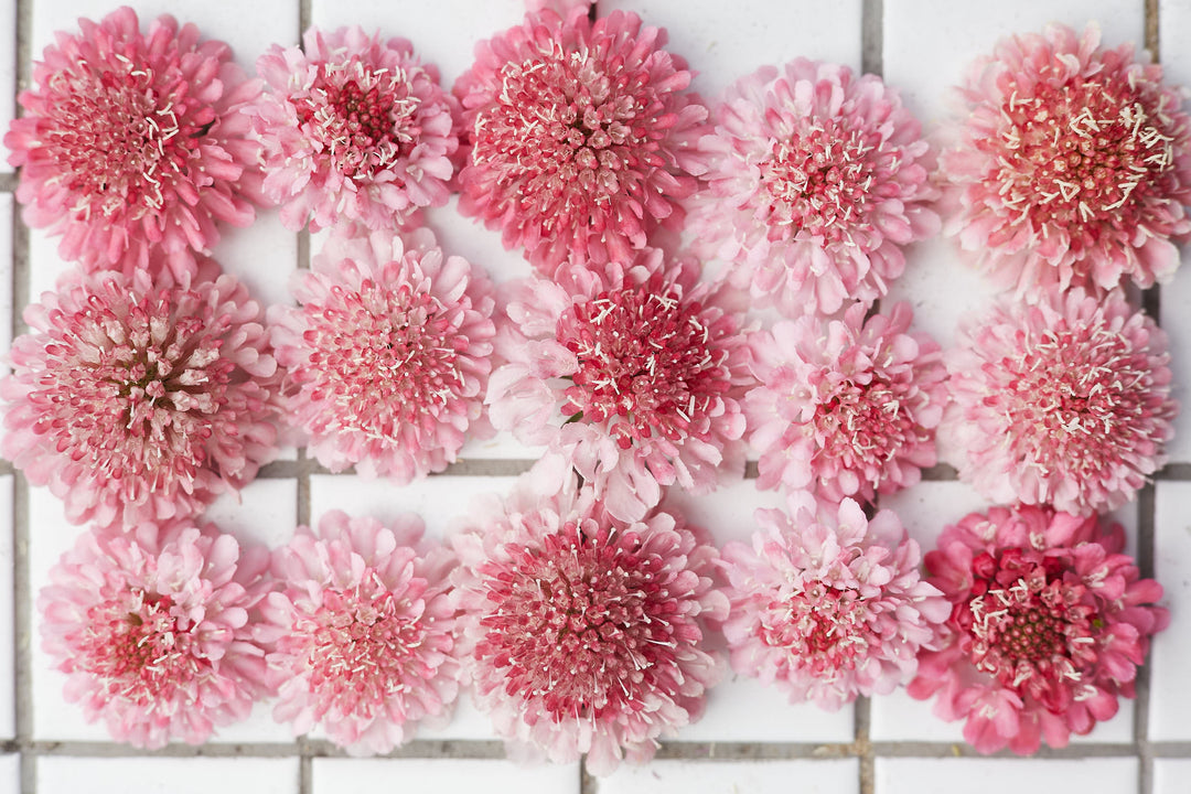 Scabiosa Salmon Rose Pincushion Flower | X 40 Seeds