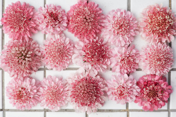 Scabiosa Salmon Rose Pincushion Flower | X 40 Seeds