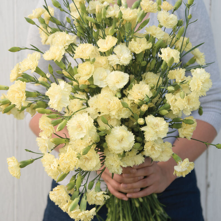 Carnation Marie Chabaud Flower | X 50 Seeds