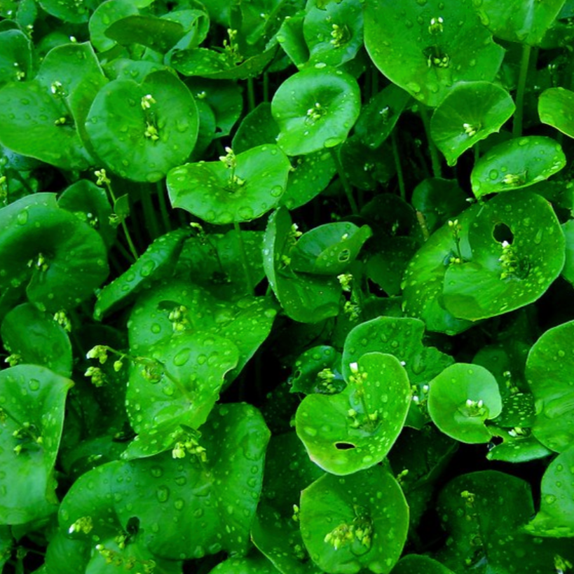 Miner's Lettuce Seeds
