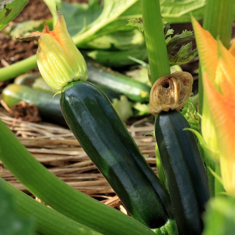 Zucchini Black Beauty