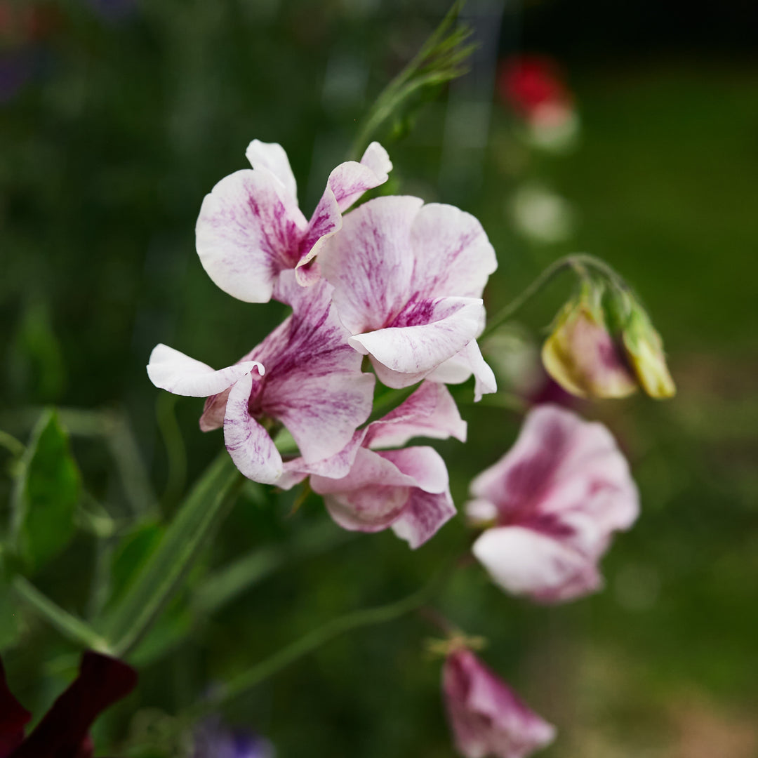 Sweet Pea Streamer Chocolate Flower