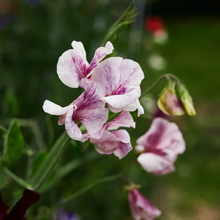 Sweet Pea Streamer Chocolate Flower