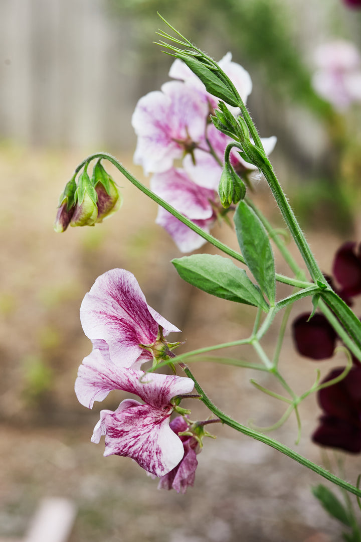Sweet Pea Streamer Chocolate Flower