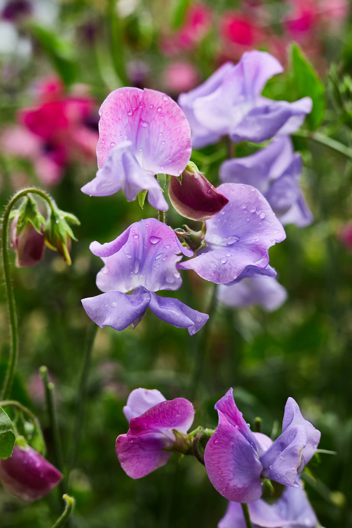 Sweet Pea Enchante Flower