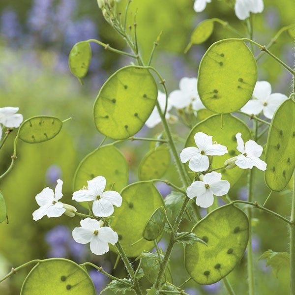 Lunaria annua ‘Honesty’ Mix Plant Seeds