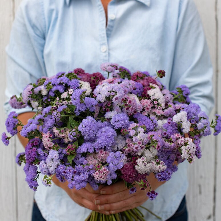 Ageratum Ball Mix Flower