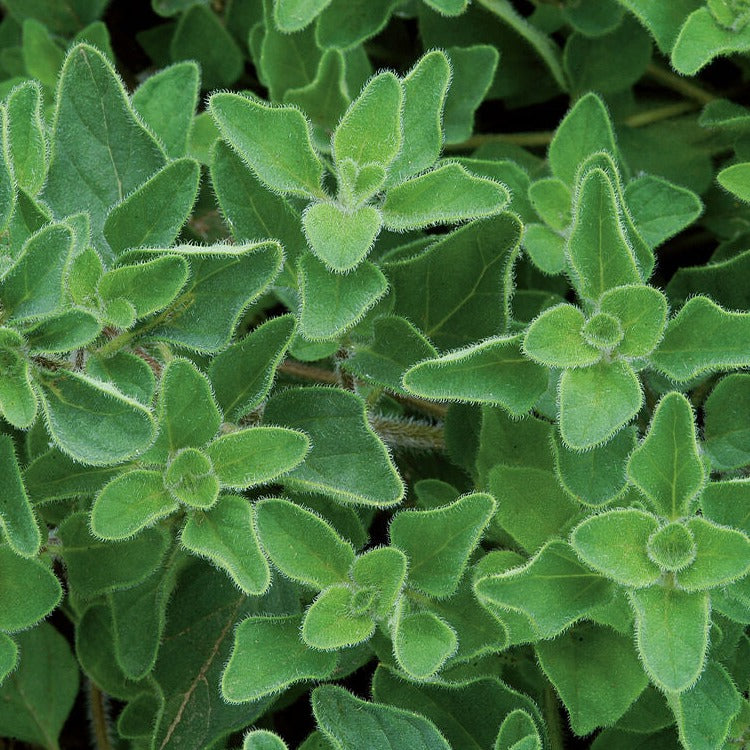 Oregano Italian Herb | X 500 Seeds
