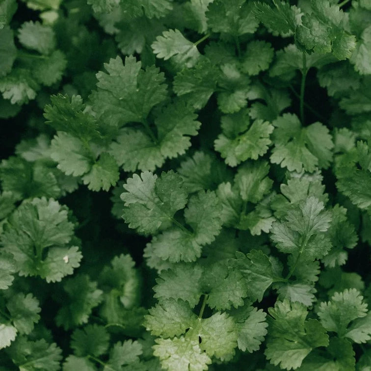 Coriander Hacor Herb