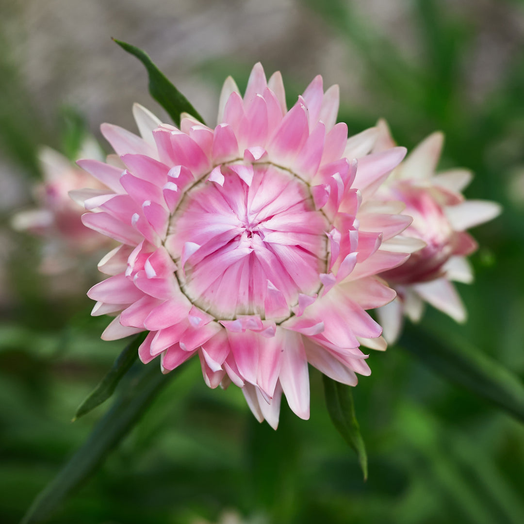 Everlasting Strawflower Silvery Rose