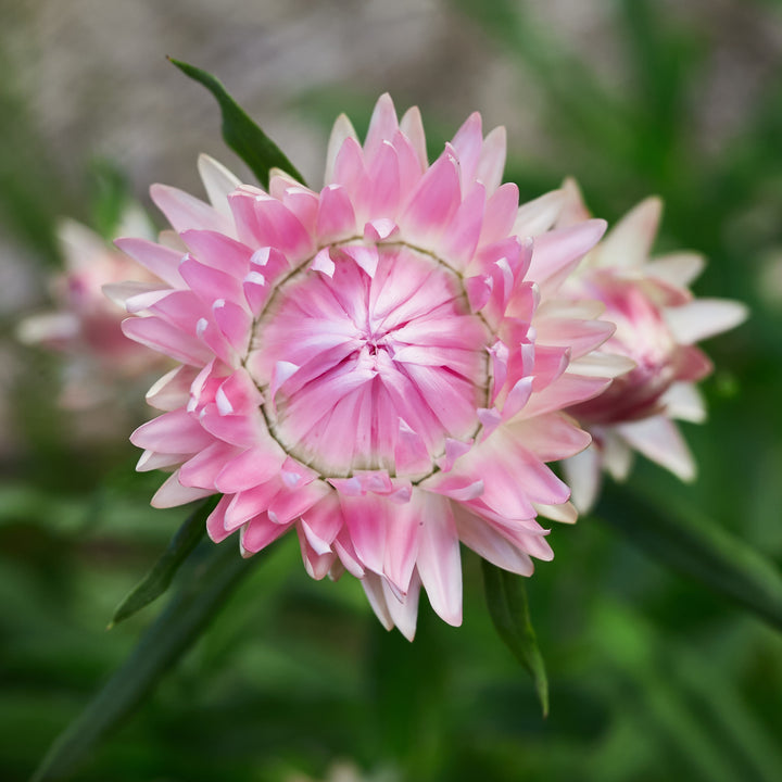 Everlasting Strawflower Silvery Rose