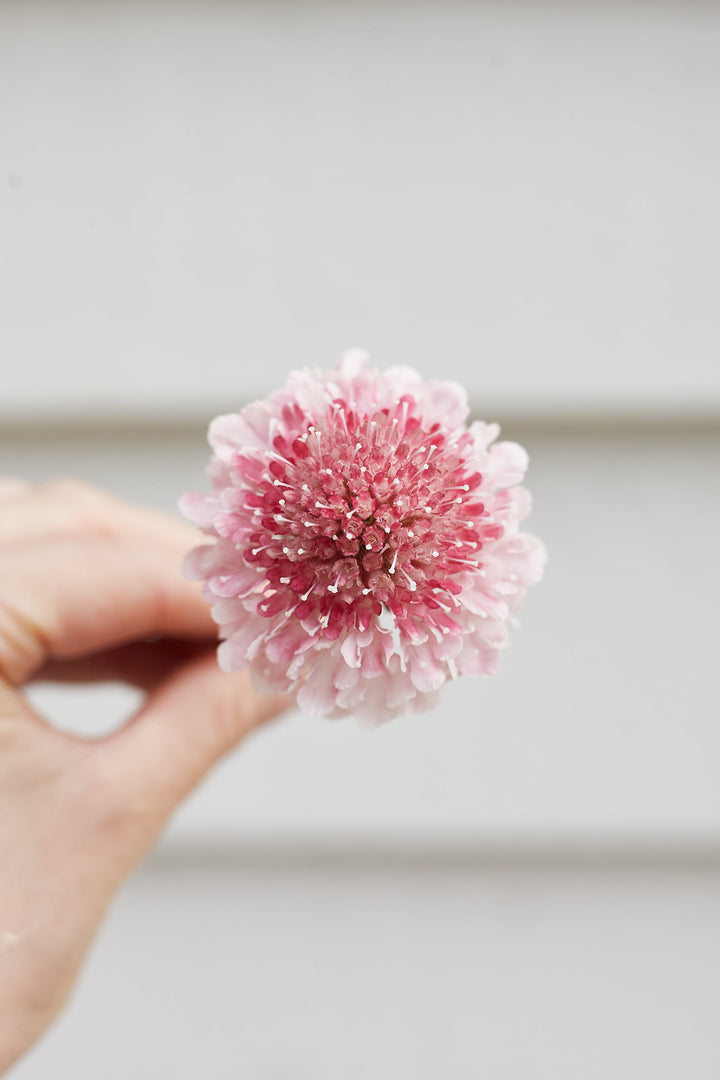 Scabiosa Salmon Rose Pincushion Flower | X 40 Seeds