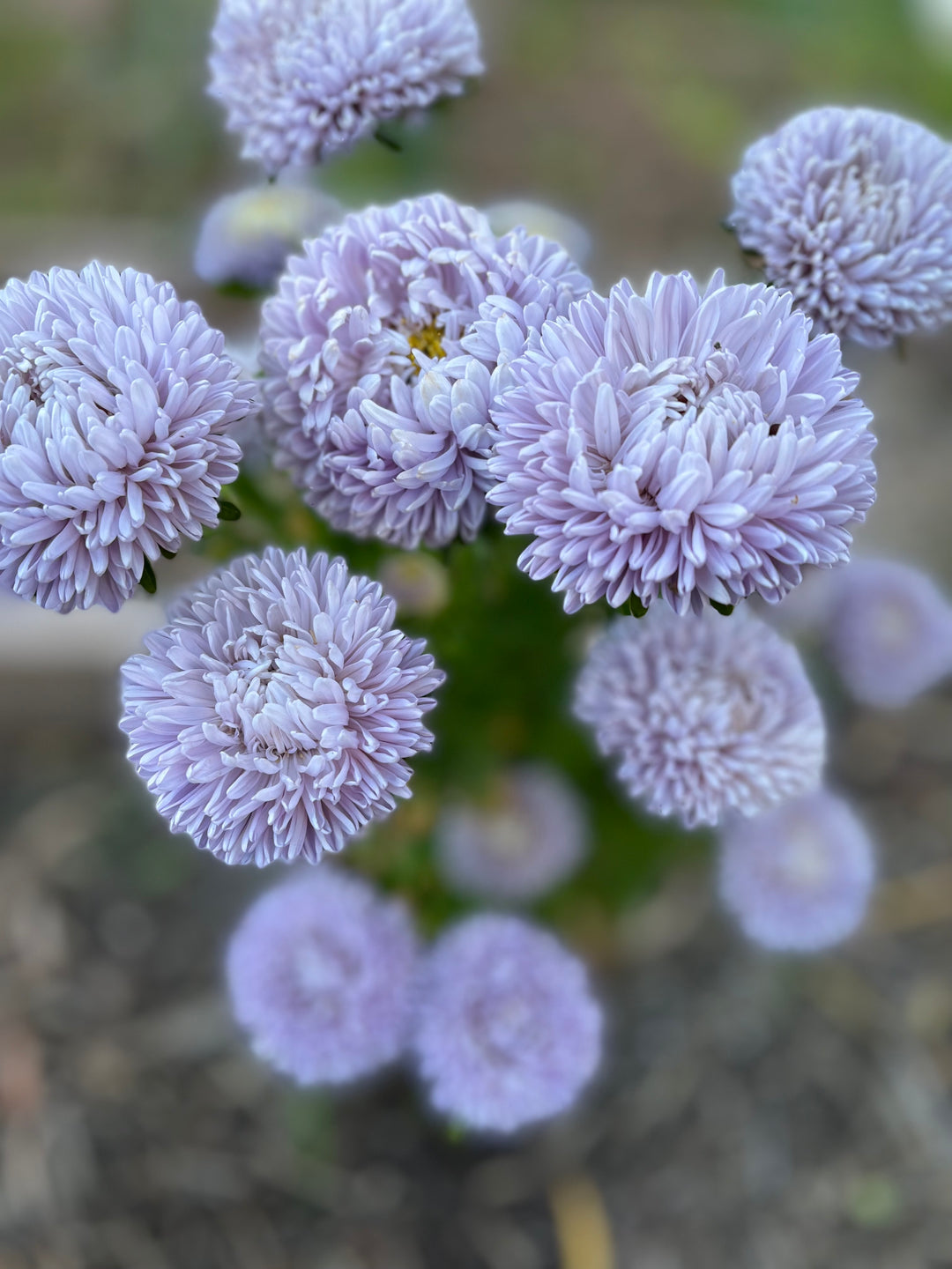Aster Lady Coral Lavender China Flower