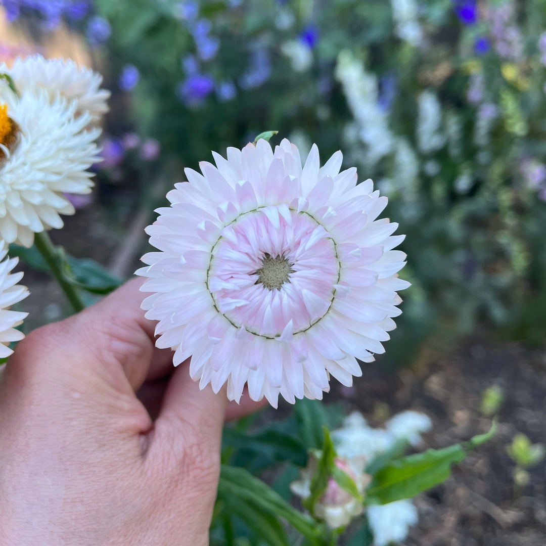Everlasting Strawflower Silvery Rose