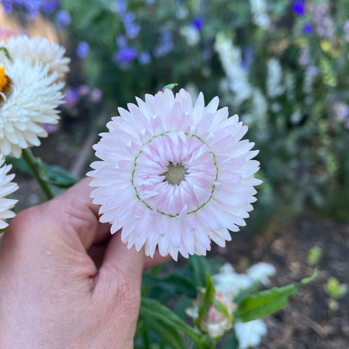 Everlasting Strawflower Silvery Rose