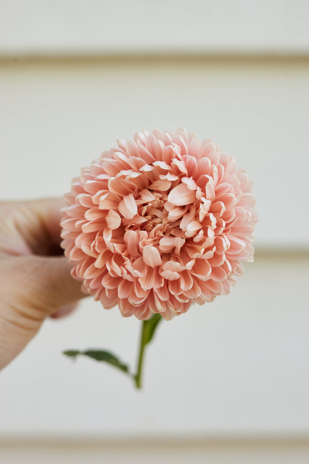 Aster China King Size Apricot Flower