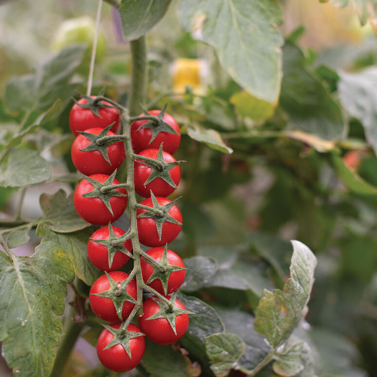Tomato Garden Delight