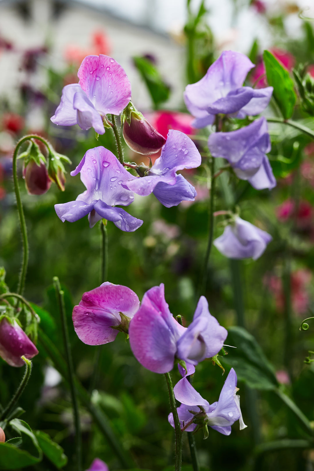 Sweet Pea Enchante Flower
