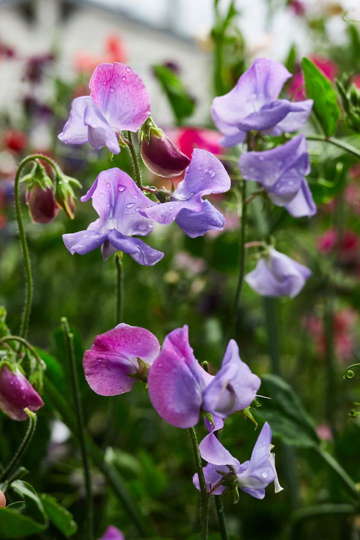 Sweet Pea Enchante Flower