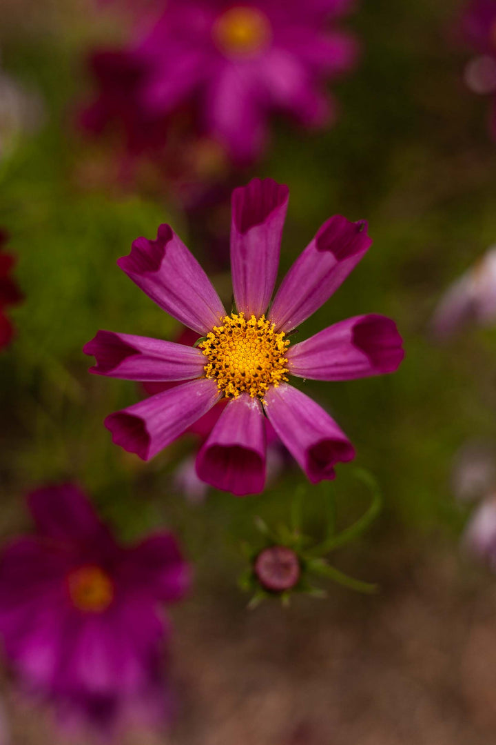 Cosmos Seashell Mix Flower