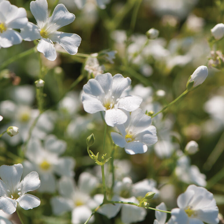 Baby's Breath Gypsophila Convent Garden