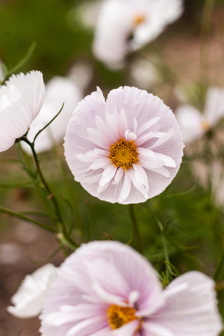 Cosmos Cupcake Blush Flower