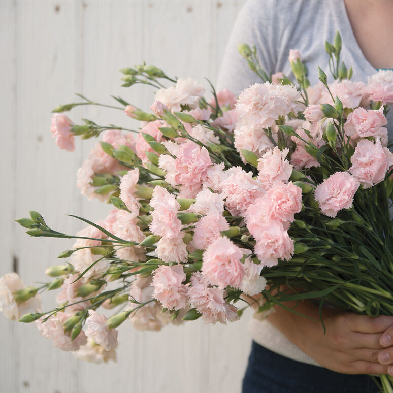 Carnation Chabaud La France Dianthus Flower | X 50 Seeds