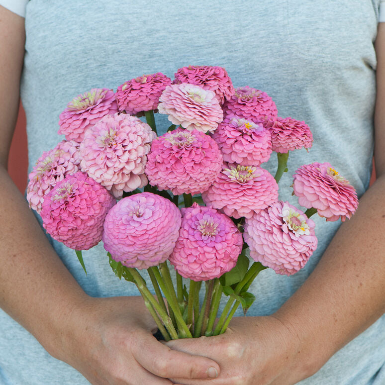 Zinnia Oklahoma Pink Flower Seeds