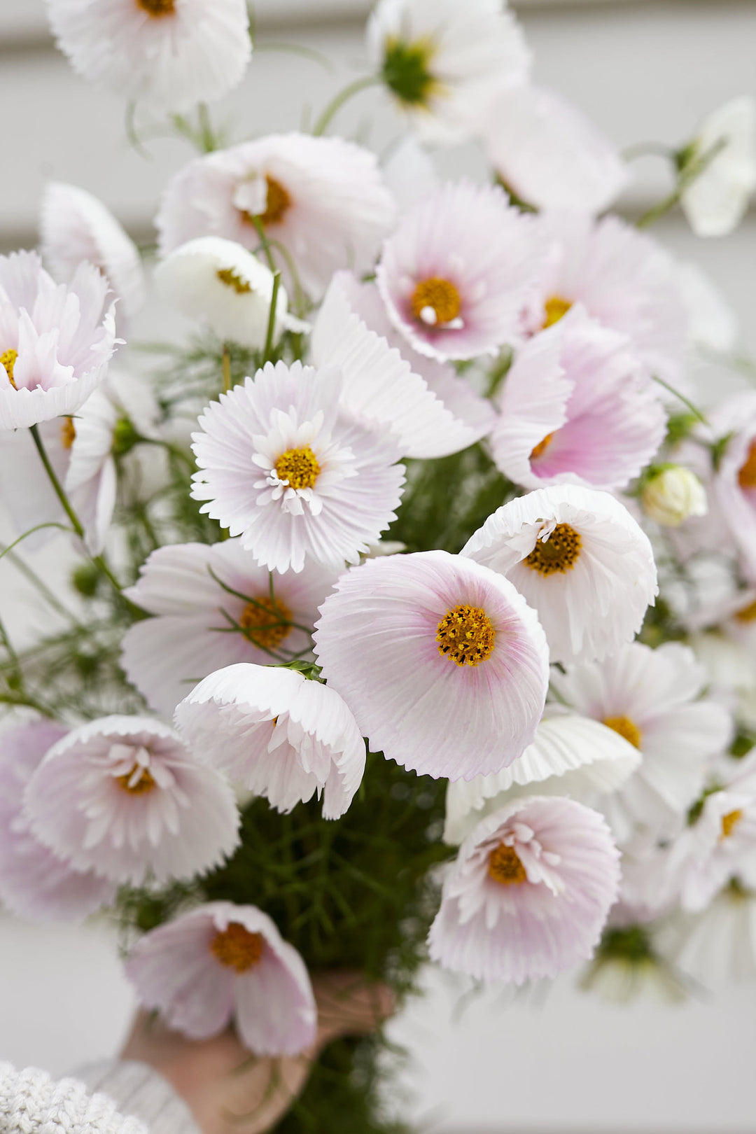 Cosmos Cupcake Blush Flower