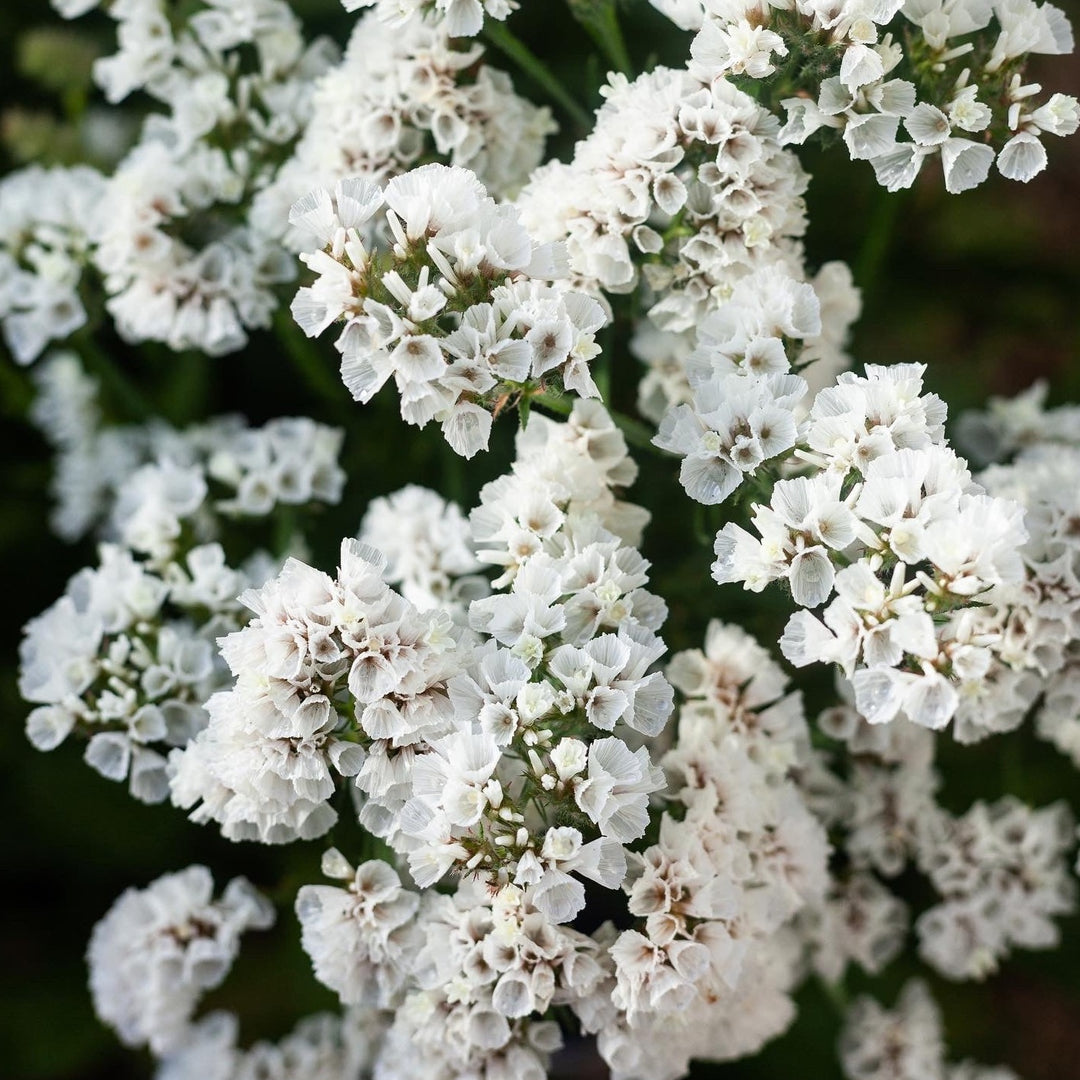 Statice Seeker White Flower