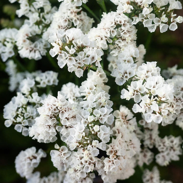 Statice Seeker White Flower